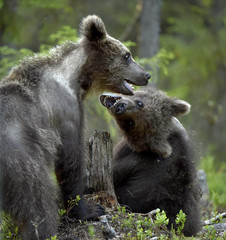 Brown Bear Cubs playfully fighting in the summer forest. Scientific name: Ursus Arctos Arctos. Natural habitat.