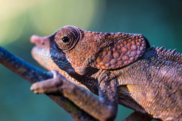 Cameleon Ranomafana National Park Madagascar
