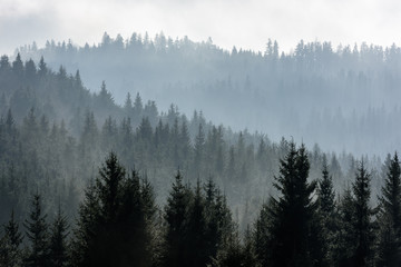Donker vuren hout silhouet omgeven door mist.
