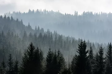 Muurstickers Mistig bos Donker vuren hout silhouet omgeven door mist.