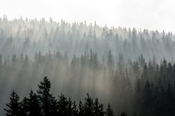 Donker vuren hout silhouet omgeven door mist.