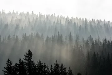 Deurstickers Mistig bos Donker vuren hout silhouet omgeven door mist.