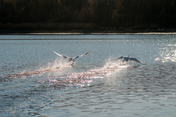 Fototapeta premium swans flying over a beautiful lake on a sunny day