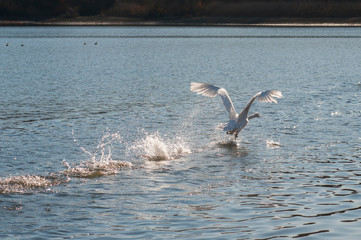 swans flying over a beautiful lake on a sunny day