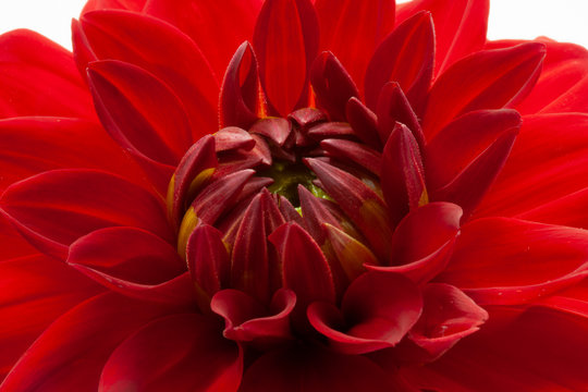 Red Pompom Dahlia 