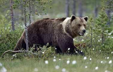 Obraz na płótnie Canvas Big Adult Male of Brown bear in the summer forest. Scientific name: Ursus arctos. Natural habitat.