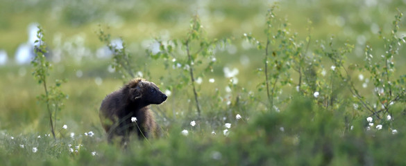 Wolverine in wild nature. Natural habitat. Glutton, carcajou, skunk bear, or quickhatch (gulo gulo)