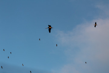 stork in the park of Salburua, in Vitoria Alava