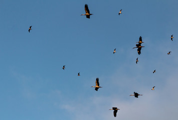stork in the park of Salburua, in Vitoria Alava