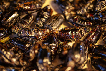exotic asian food, fried grasshoppers