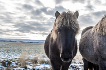 Koń Islandzki