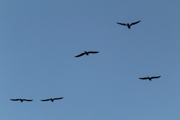 stork in the park of Salburua, in Vitoria Alava