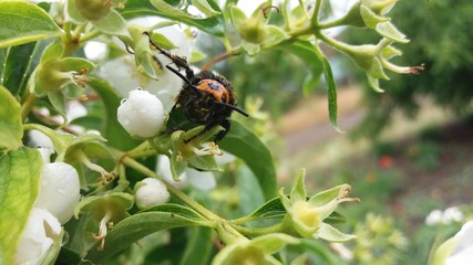 beetle on a flower