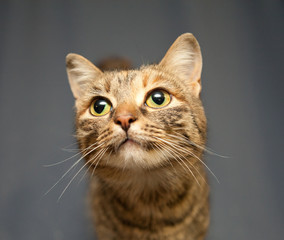 Portrait of a brooding striped cat with long mustache on a gray background