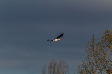 stork in the park of Salburua, in Vitoria Alava