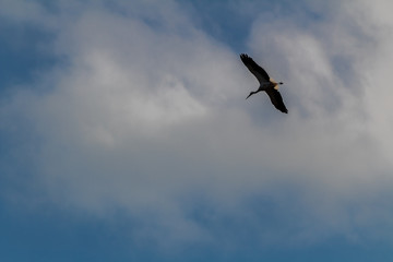 stork in the park of Salburua, in Vitoria Alava