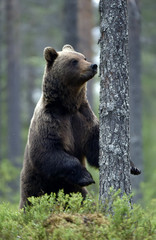 Obraz premium Brown bear stands on its hind legs by a tree in a pine forest. Adult of Brown bear. Scientific name: Ursus arctos. Natural habitat. Autumn season