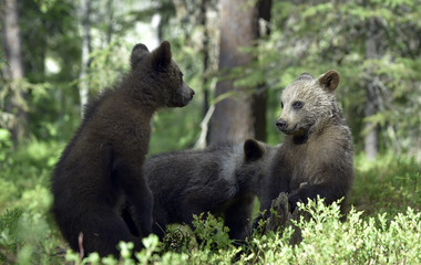 Obraz premium Bear cubs in summer forest. Cubs of Brown Bear. Natural habitat. Scientific name: Ursus arctos.