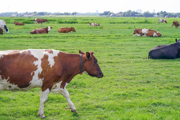 Fototapeta na wymiar Brown cows on green meadow grass landscapes. Herd of cows on the farm grazing on green grass meadow, view. Netherlands