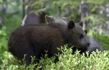 Bear cubs in summer forest. Cubs of Brown Bear. Natural habitat. Scientific name: Ursus arctos.