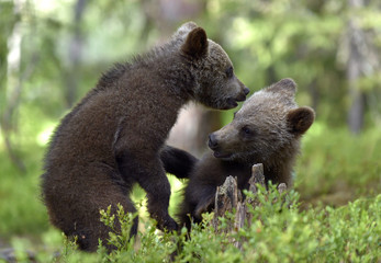 Obraz premium Brown Bear Cubs playfully fighting in the summer forest. Scientific name: Ursus Arctos Arctos. Natural habitat.