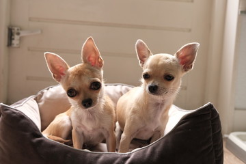 Two cute mini chihuahua dogs in bed
