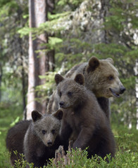 Fototapeta premium She-bear and Cubs in the summer forest. Brown bear, Scientific name: Ursus Arctos Arctos. Natural habitat.