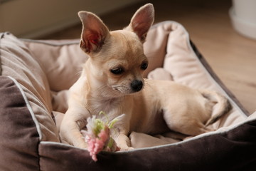 Closeup portrait of small funny beige mini chihuahua dog, puppy