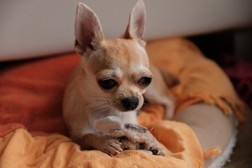 Closeup portrait of small funny beige mini chihuahua dog, puppy