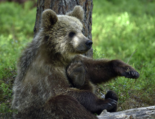 Fototapeta premium Little bear sits under a pine tree. Cub of Brown Bear in the summer forest. Natural habitat. Scientific name: Ursus arctos.
