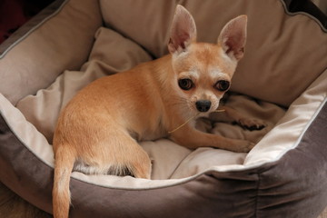 Closeup portrait of small funny beige mini chihuahua dog, puppy