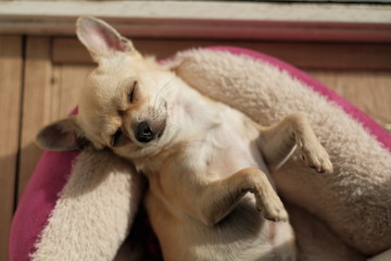 Closeup portrait of small funny beige mini chihuahua dog, puppy