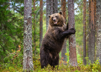 Brown bear stands on its hind legs by a tree in a pine forest. Adult  of Brown bear. Scientific...