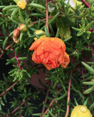 rose carrot color among yellow small flowers on a background of green needle grass
