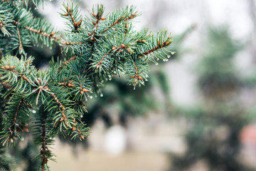 green branch of Christmas tree, New Year background with copy space for text.