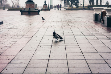 Black crow on the pavement sidewalk in the park on an autumn day.