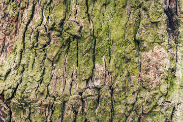 bark tree with moss, natural background in the autumn forest on a rainy day.