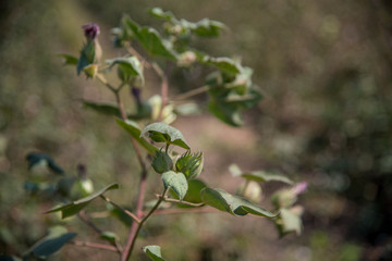 Cotton farm field, Close up of cotton balls and flowers.