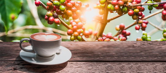 Coffee cup on wooden board with coffee tree on background for banner.
