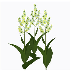 Vector stock illustration of spring field meadow yellow medicinal natural fresh yellow flowers on legs.  Isolated on white background 