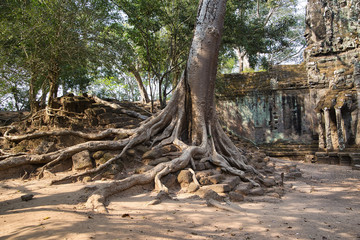 Baumwurzel in Ankor Wat