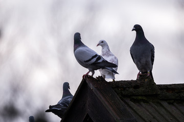 Pigeons Columba livia domestica standing on the edge of roof of a barn © Lukreo