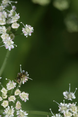 Fototapeta premium ants on a flower