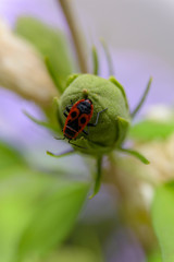 Pyrrhocoris apterus (soldier bug)
