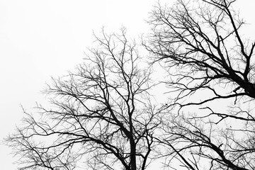 Silhouettes of branches,tree without leaves.