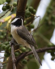 Perched Carolina Chickadee
