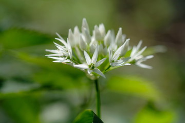 Blühender Bärlauch