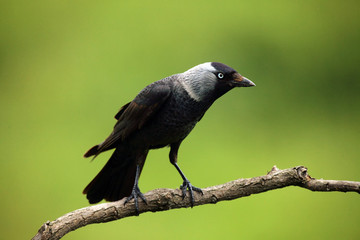The Western Jackdaw (Corvus monedula) sitting on a branch with green background. Typical smart raven bird sitting on a branch.