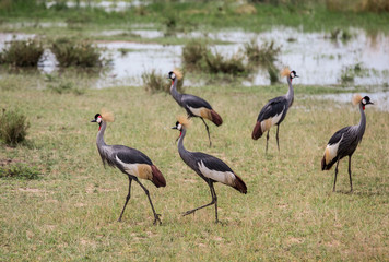 Obraz na płótnie Canvas African savanna landscape with a flock of crowned cranes