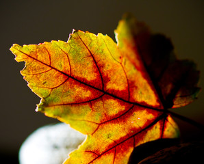 autumn leaves on black background